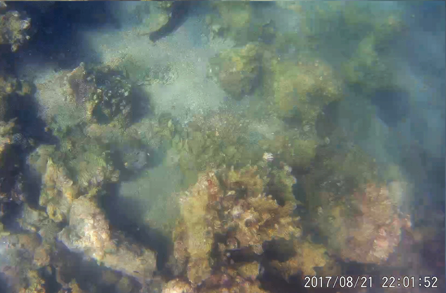 有珊瑚、海參、海膽但不是很清晰